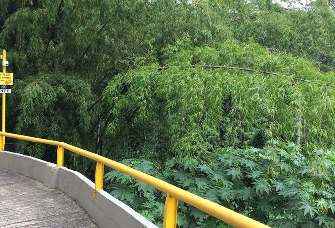 Bosque de Pinares - Álamos en Pereira