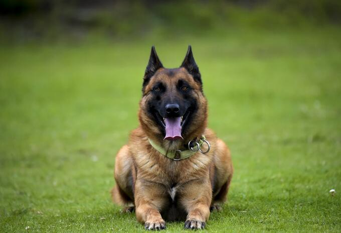 Perros - caninos - referencial.
