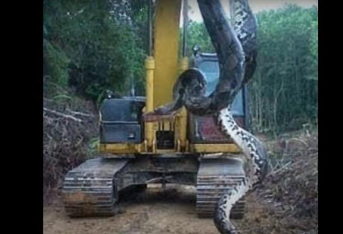 Anaconda gigante - Brasil