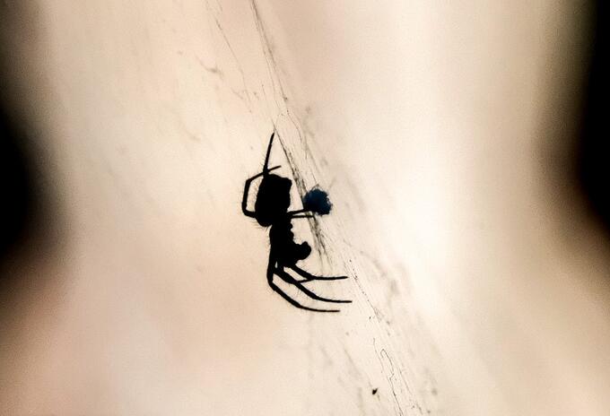Araña