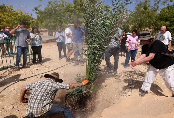 Israelí "loca" revive palmeras de dátiles de hace 2000 años