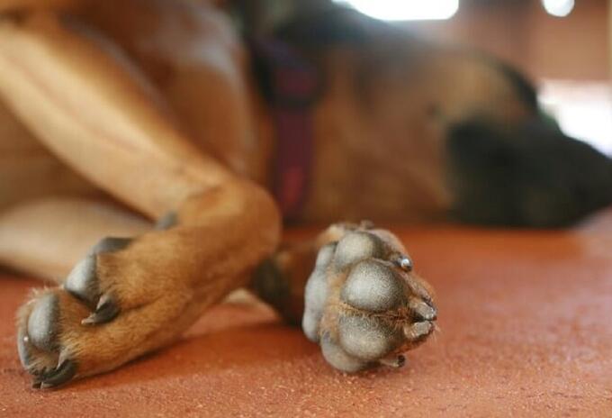 Perro asesinado Huila