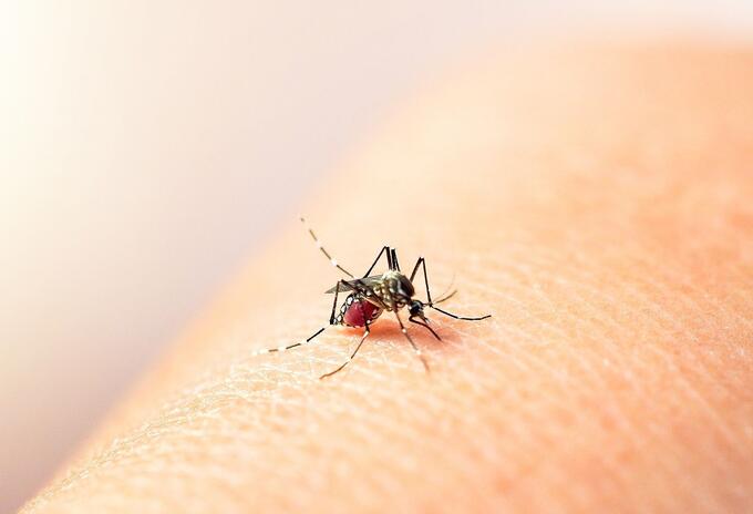 Mosquito Aedes Aegypti