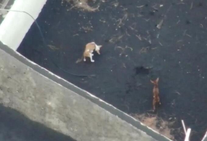 Perros de La Palma