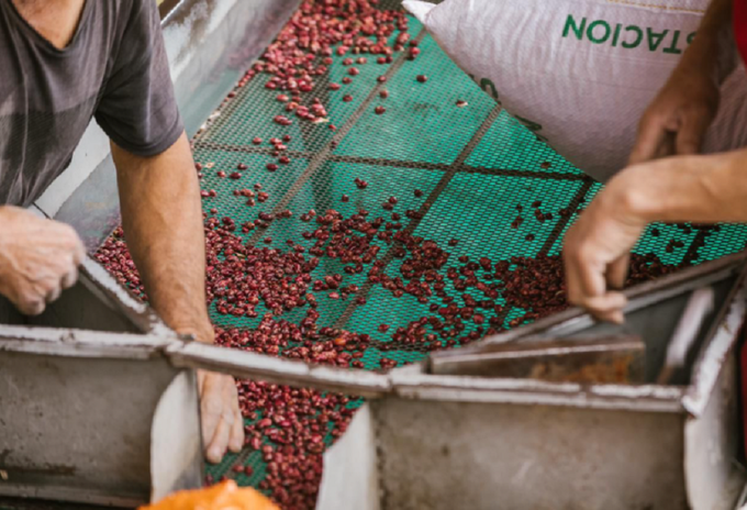 Pequeños productores de frijol colombiano exportarán a EE.UU