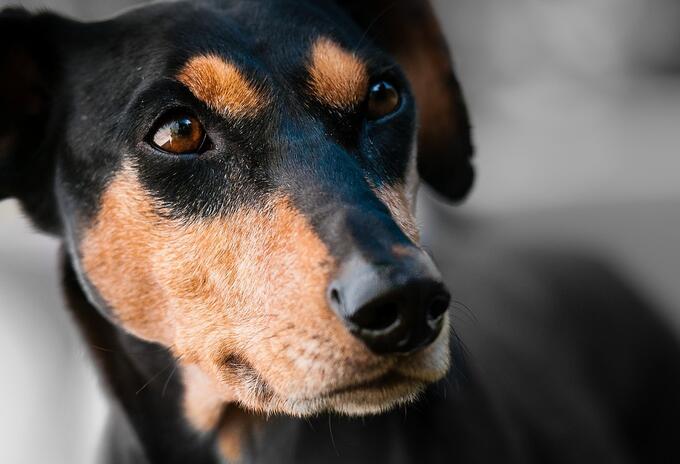 Perro sufrió fuerte agresión