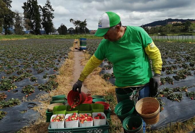 Cultivos de fresas en Facatativá