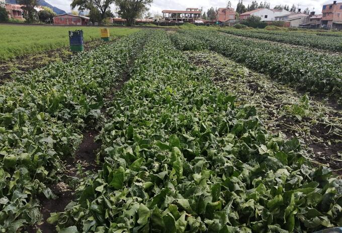 Cultivo de espinacas en Cota, Cundinamarca