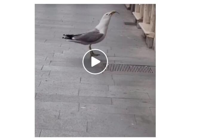 Pájaro se comió rata de un solo bocado Pájaro se comió rata de un solo bocado