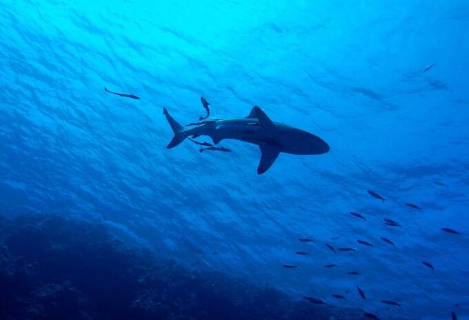 Tiburón - imagen de referencia Tiburones