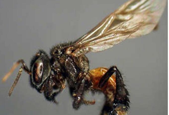 Abejas Carnívoras