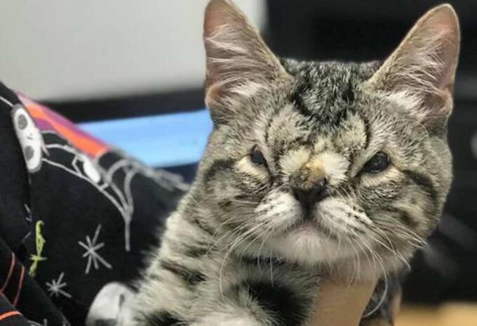 animales con enfermedades congénita: Kaya, gata que no quieren adoptar animales con enfermedades congénita: Kaya, gata que no quieren adoptar