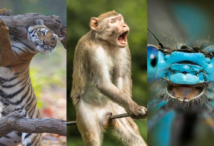 Imágenes más cómicas de la vida silvestre