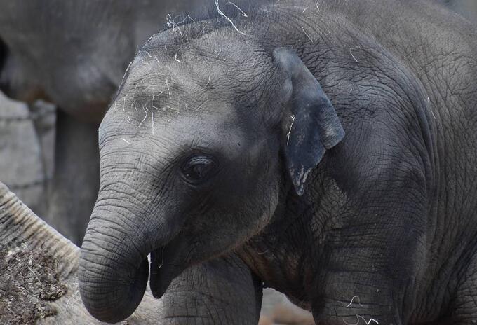 Elefante pequeño Elefante bebé