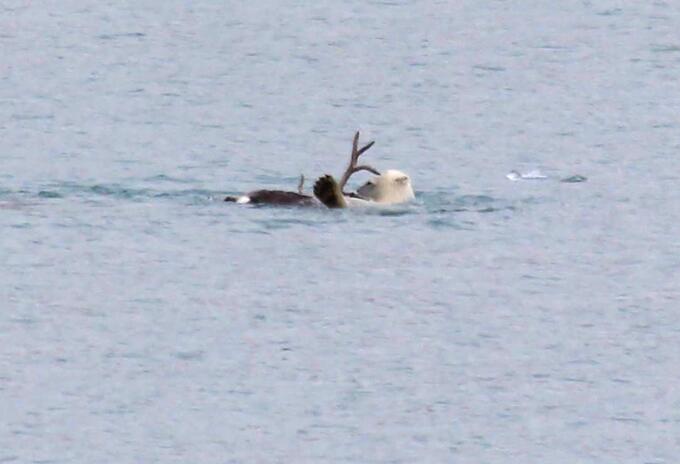 oso polar cazando reno