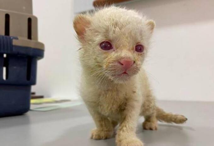 FELINO ALBINO