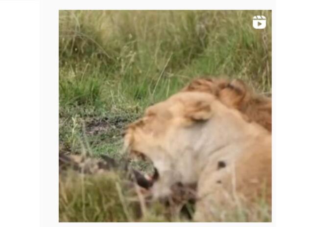 jabalí cazado por leones: chillido de mamífero jabalí cazado por leones: chillido de mamífero