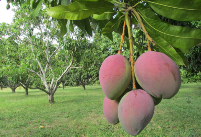 Mango colombiano será exportado a Estados Unidos