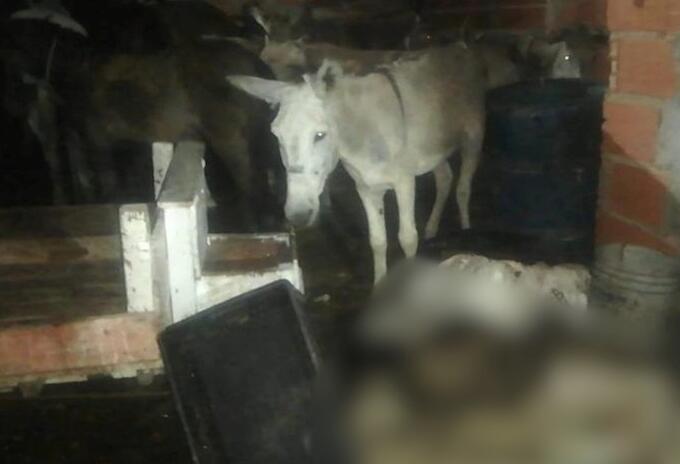 Encontraron 330 kilos de carne