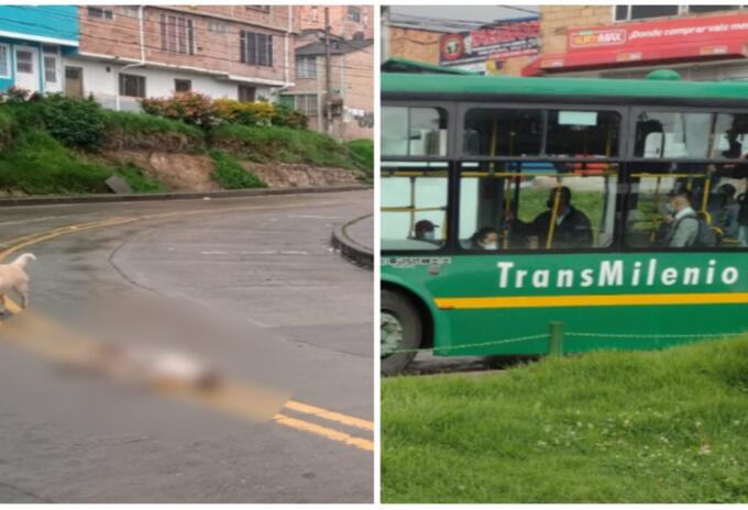Perro atropellado en Ciudad Bolívar Perro atropellado en Ciudad Bolívar