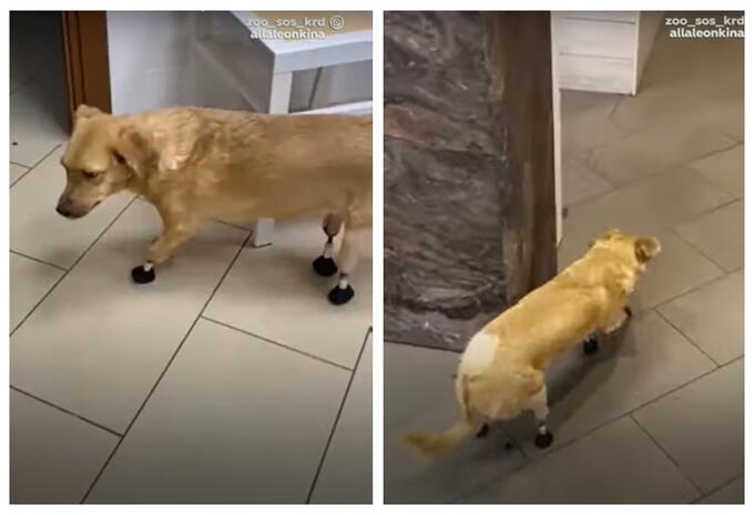 perro con implantes