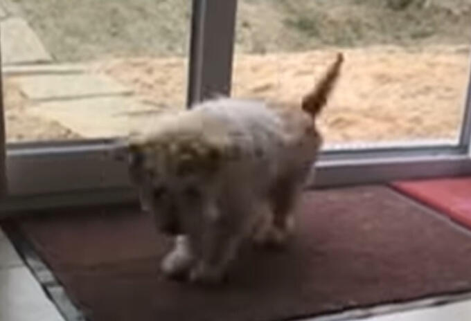 perro se limpia las patas