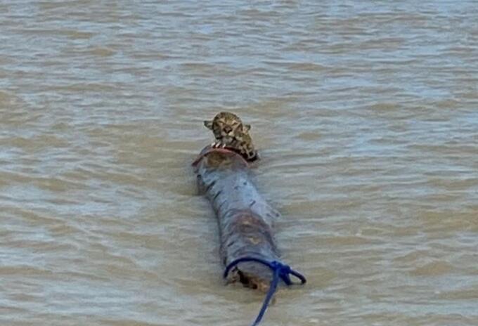 Rescate de Jaguar en aguas de Urabá