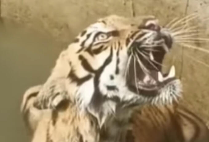 Rescate de Tigre