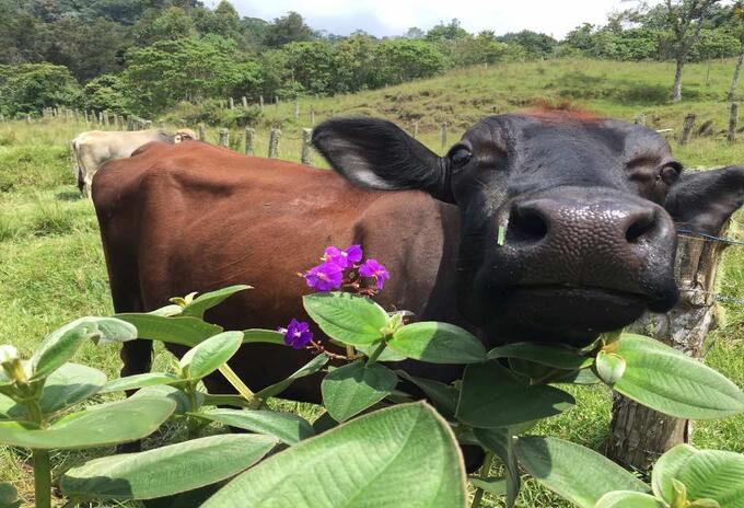 Por ahora se conoce que es solo un animal el que está contagiado por la enfermedad