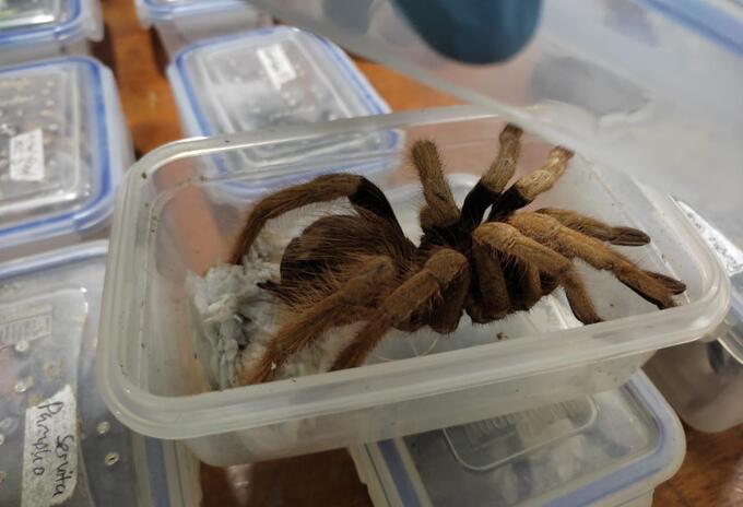 Tarántula incautada