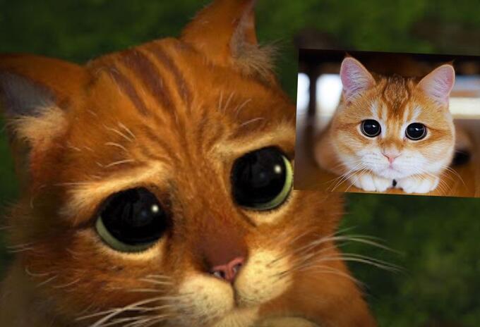 Gato igual al Gato con Botas de Shrek imágenes Gato igual al Gato con Botas de Shrek imágenes