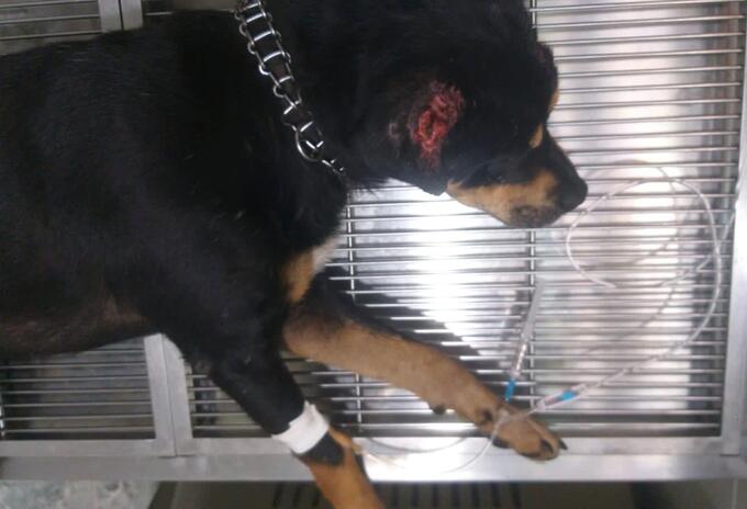 Perro atacado con machete en Bucaramanga