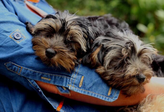 Aerolínea estrena servicio de transporte internacional de mascotas en cabina