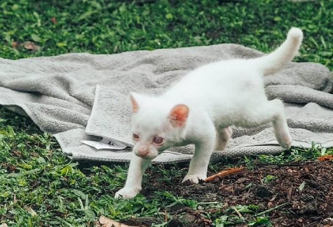 Yaguarundí albino en Colombia Yaguarundí albino en Colombia