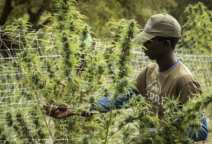 Cannabis, un alimento básico en la antigua China Cannabis, un alimento básico en la antigua China