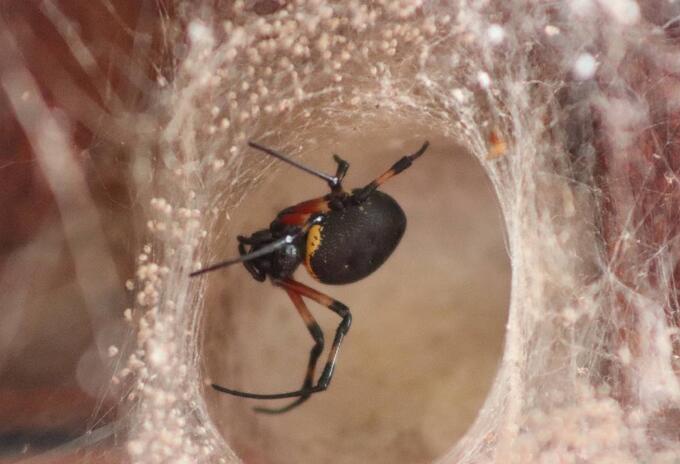 Araña pica a hombre en un baño Araña pica a hombre en un baño