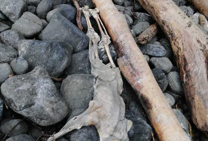 Cadáveres de migrantes en las playas de Juradó, Chocó.