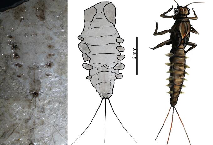 Insectos que habitaron el centro de Colombia hace 100 millones de años