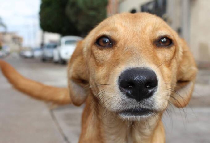 Maltrato animal, perro