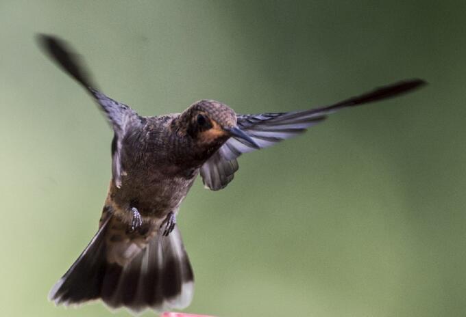 Avistamiento de aves en Colombia