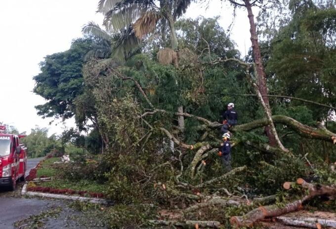 Bomberos talan árbol que cayó en la carretera