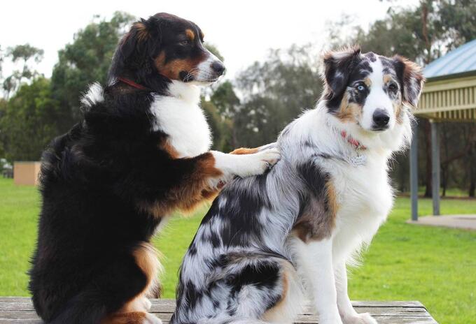 Raza de perros