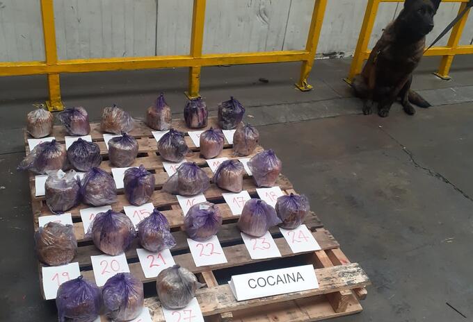 Perros antinarcóticos descubrieron cargamentos de cocaína en tratamientos capilares con destino a España