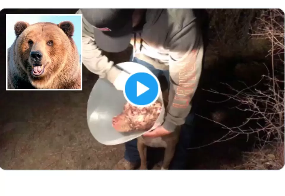 Oso atacó a perro