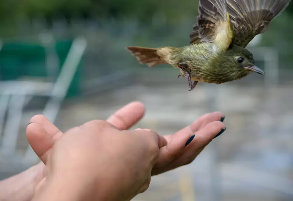 Colombia es el país con mayor cantidad de especies de aves en el mundo. Foto: Felipe Villegas (Instituto Humboldt).