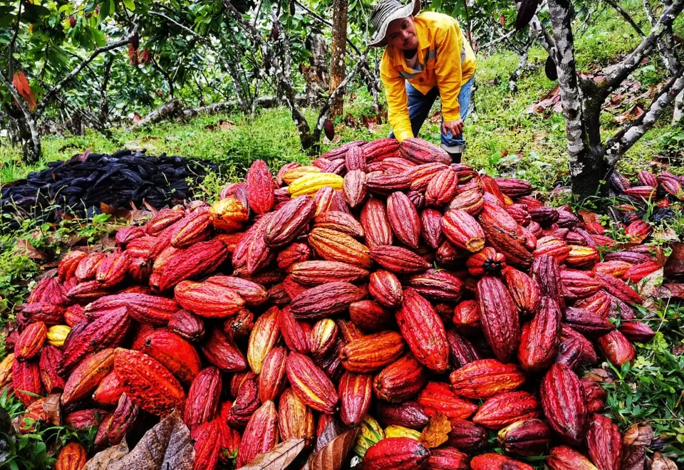 Cacao -USAID