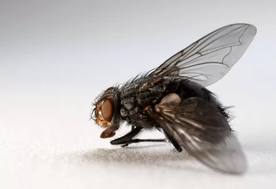 Mosca amenaza a aves al chupar su sangre