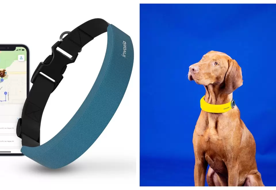 Smart dog collar