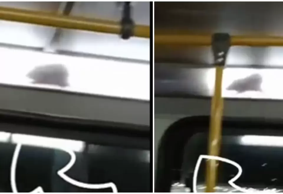 Graban enorme rata en Transmilenio: pasajeros quedaron impresionados