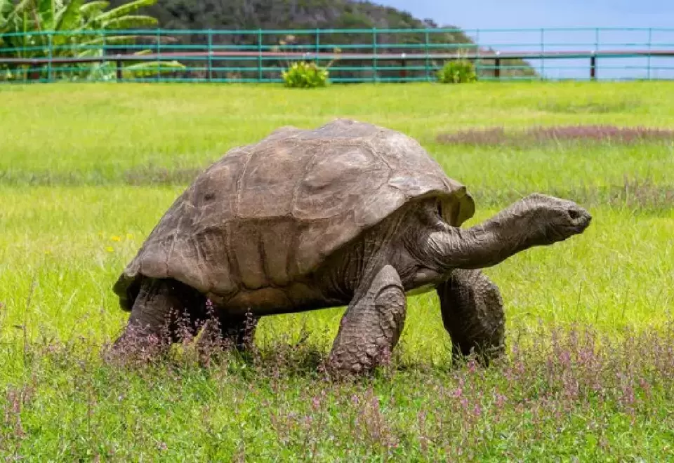 Tortuga gigante Jonathan